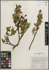 Foto von Salix planifolia Pursh